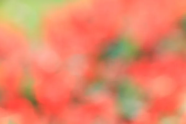 Lehké sjezdovky pozadí rozmazané květiny — Stock fotografie