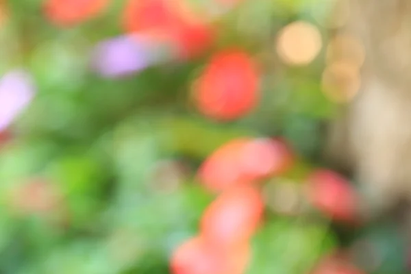 Lehké sjezdovky pozadí rozmazané květiny — Stock fotografie