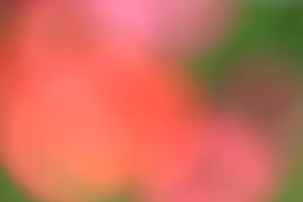 光の道背景のぼけの花 — ストック写真