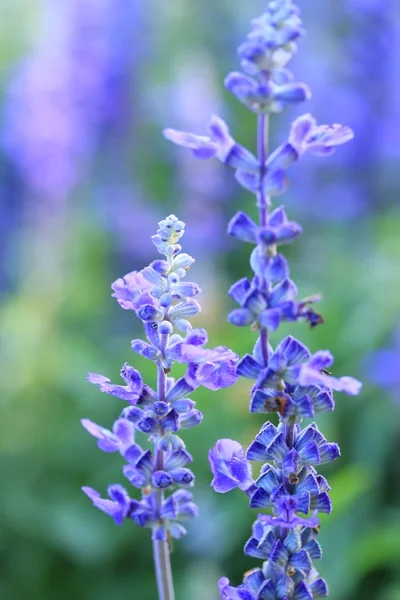 Purple salvia flowers — Stock Photo, Image