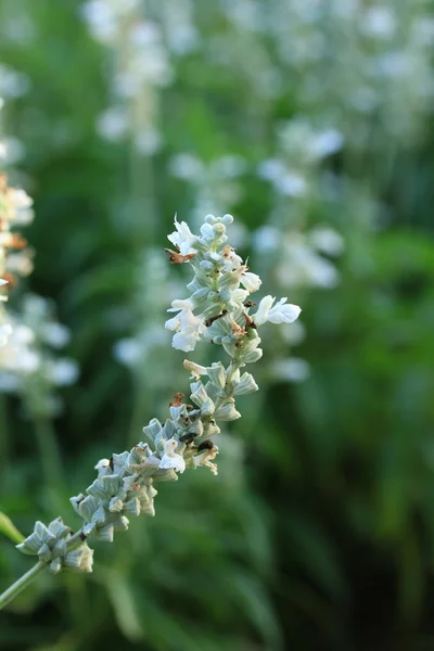 Flores brancas de salvia — Fotografia de Stock