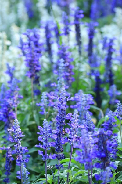 Flores de salvia púrpura — Foto de Stock