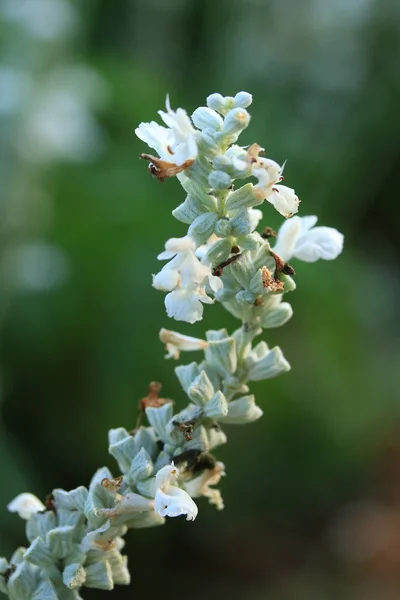 Flores brancas de salvia — Fotografia de Stock