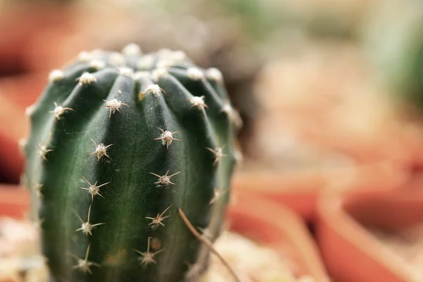 Tutup kaktus — Stok Foto