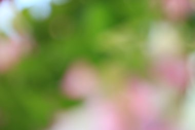 bulanık çiçek arka plan