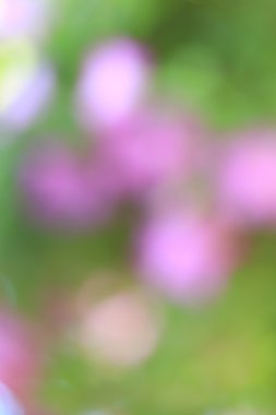 bulanık çiçek arka plan