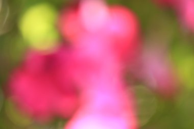 bulanık çiçek arka plan