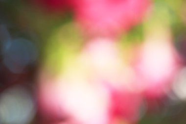 bulanık çiçek arka plan