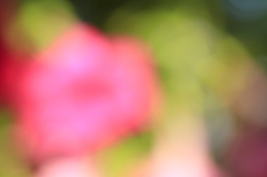 bulanık çiçek arka plan