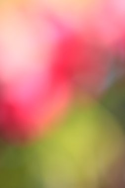 bulanık çiçek arka plan