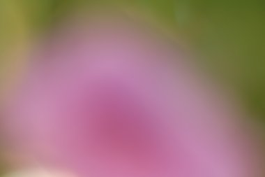 bulanık çiçek arka plan