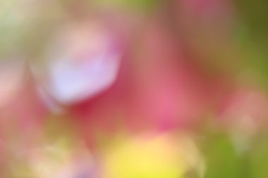 bulanık çiçek arka plan