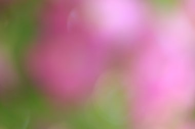 bulanık çiçek arka plan