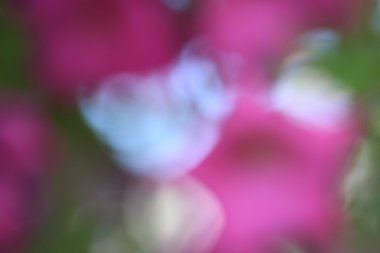 bulanık çiçek arka plan