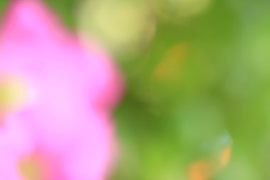 bulanık çiçek arka plan