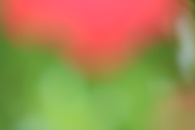 bulanık çiçek arka plan