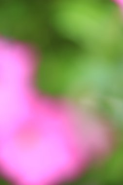 bulanık çiçek arka plan