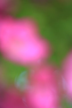 bulanık çiçek arka plan