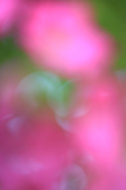 bulanık çiçek arka plan