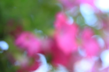 bulanık çiçek arka plan