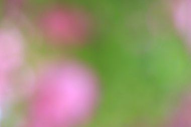 bulanık çiçek arka plan