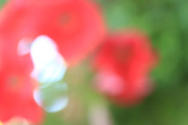 Фон размытых цветов — стоковое фото