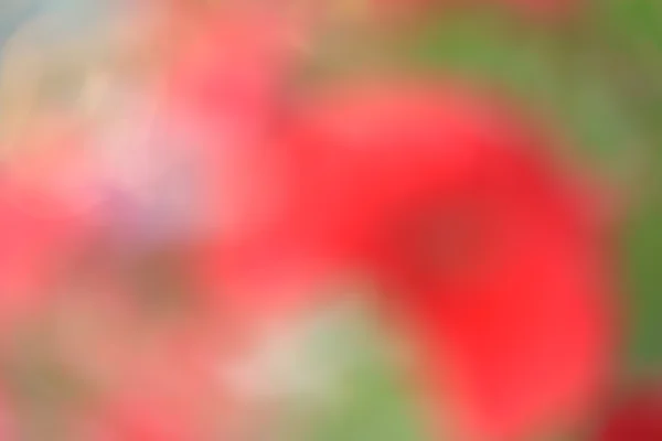 Verschwommene Blumen Hintergrund — Stockfoto