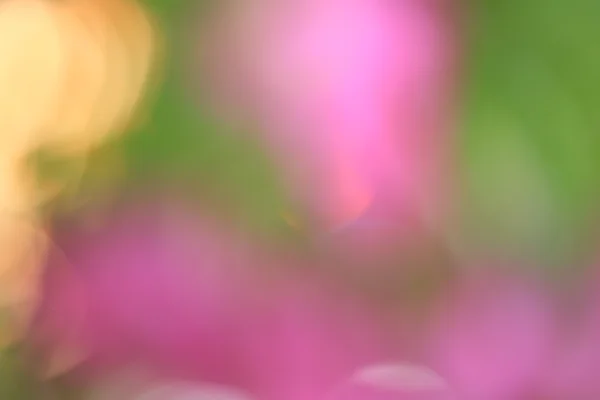 模糊的鲜花背景 — 图库照片