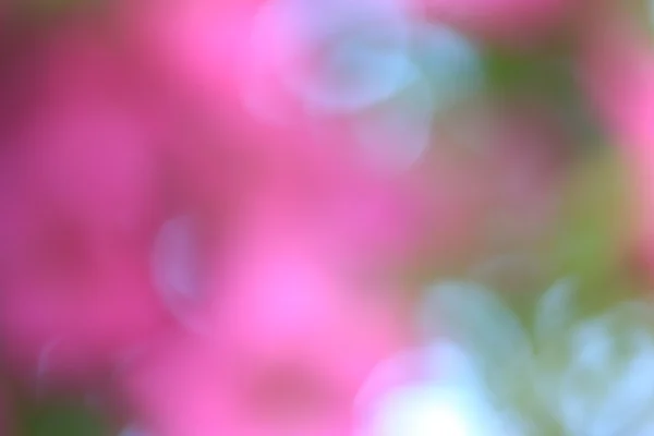 Blurred flowers background — Stock Photo, Image