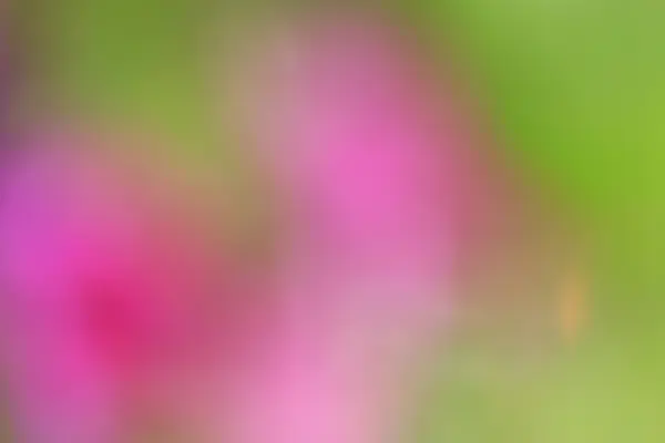 Bulanık çiçek arka plan — Stok fotoğraf