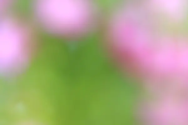 ぼけの花背景 — ストック写真