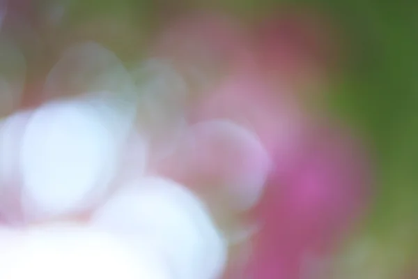 Suddig blommor bakgrund — Stockfoto