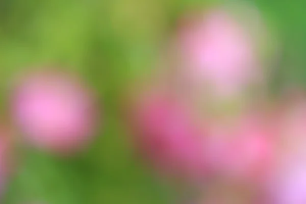 Verschwommene Blumen Hintergrund — Stockfoto