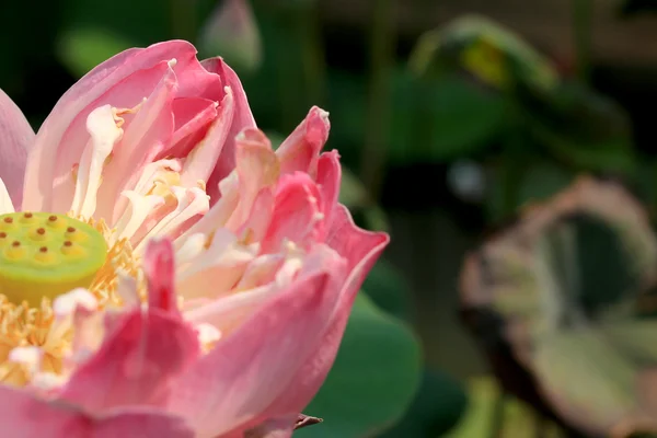 Flor de loto rosa —  Fotos de Stock