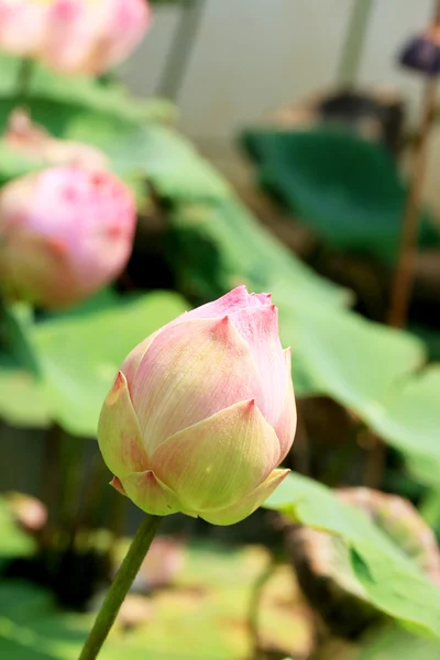 Flor de loto rosa —  Fotos de Stock