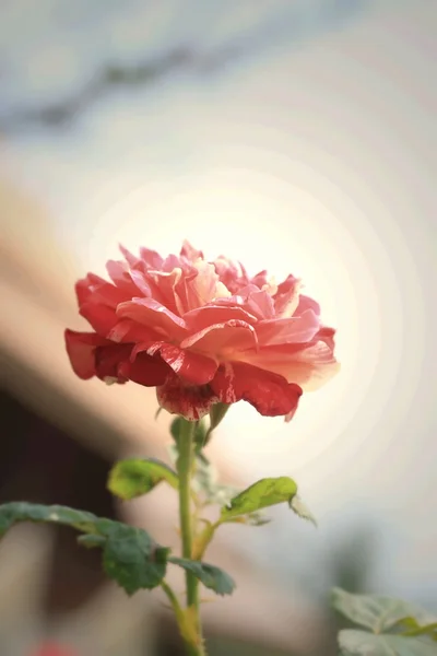 Red roses — Stock Photo, Image