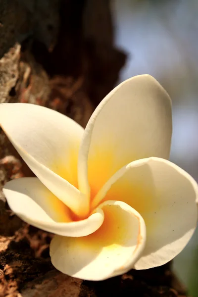 Vit frangipani blomma på träd — Stockfoto