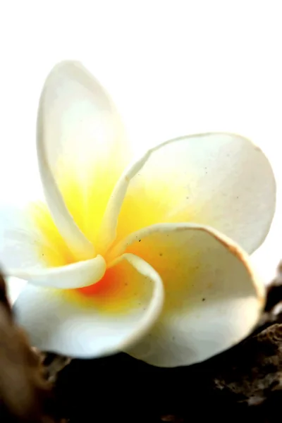 Weiße Frangipani-Blume auf Baum — Stockfoto