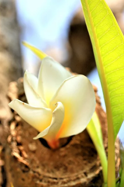 白色素馨花花树上 — 图库照片