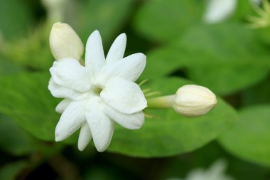 yasemin beyaz çiçekler