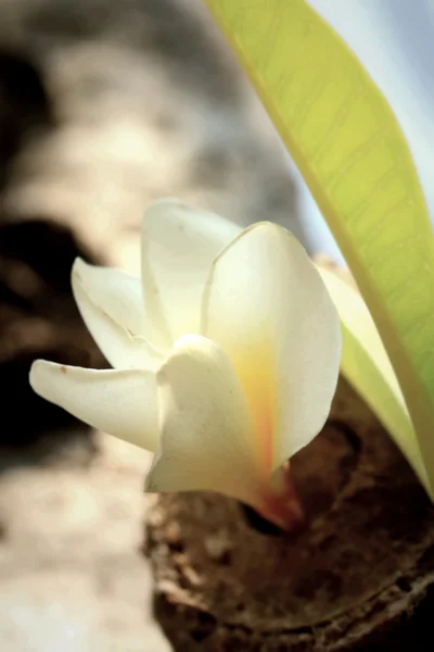 Fiore frangipani bianco su albero — Foto Stock