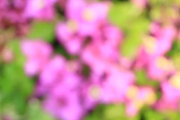 Imágenes: flores desenfocadas | Fondo borroso floral, flores de color