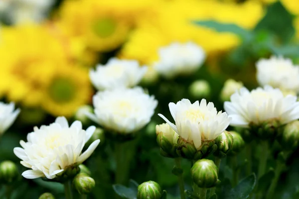 ぼけの花背景 — ストック写真