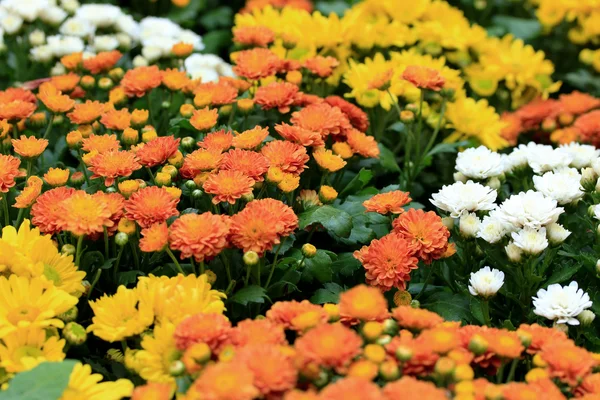 Suddig blommor bakgrund — Stockfoto