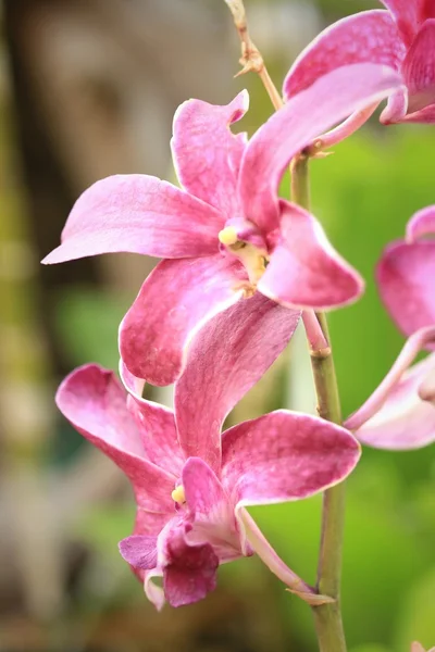 Flores de orquídea rosa — Foto de Stock