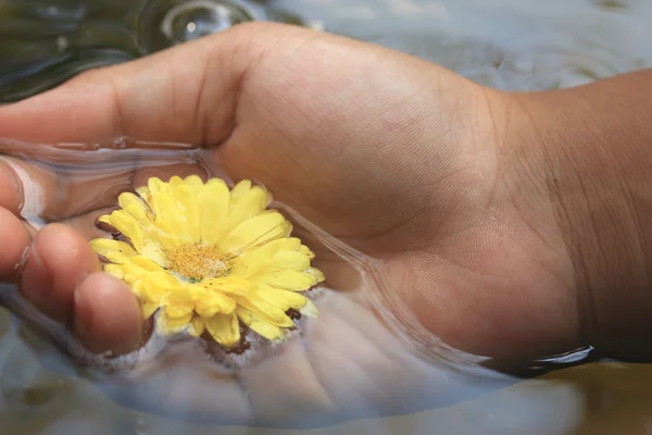 Chrysant bloem — Stockfoto