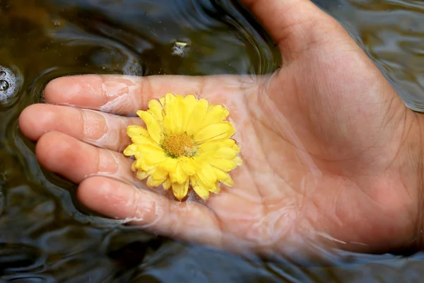 Chrysant bloem — Stockfoto