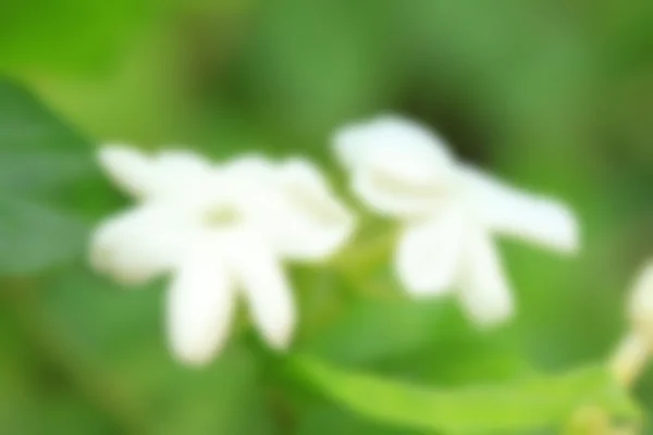 Yasemin beyaz çiçekler — Stok fotoğraf