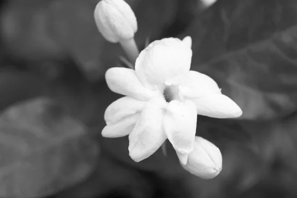 Flores blancas jazmín —  Fotos de Stock