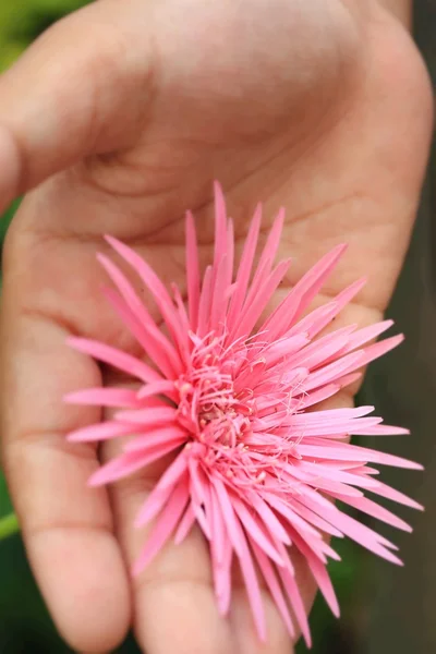 非洲菊的花 — 图库照片